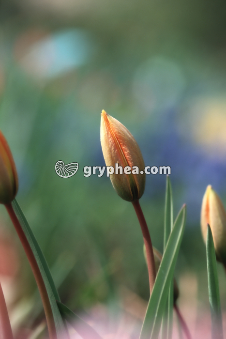 Tulipe - Fleur avant éclosion  (Tulipa sp.)  - gryphea.com